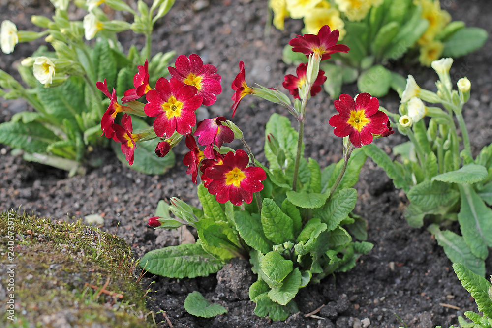 red flowers in garden red flowers in garden