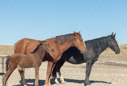 Wild Horse Mare and Her Foal