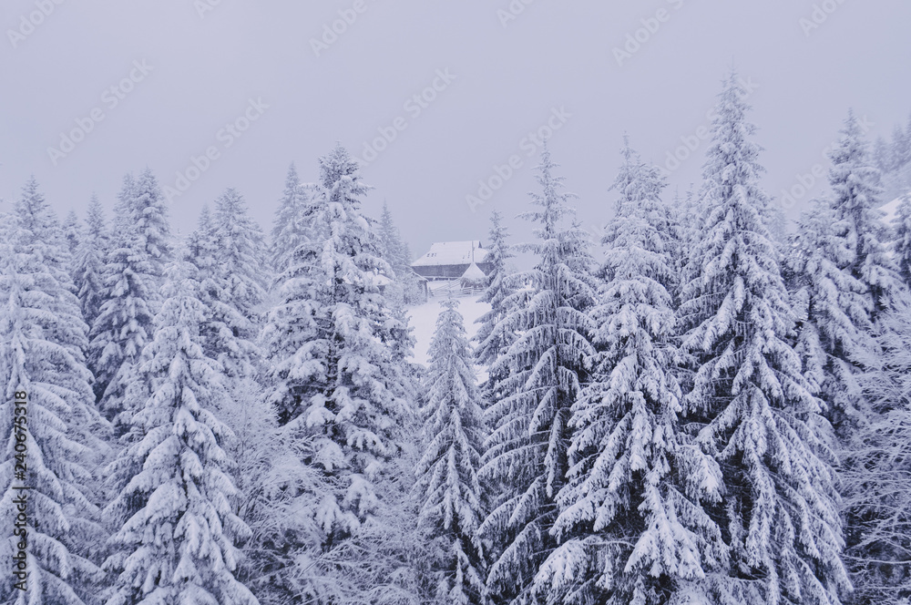 Carpathian winter landscape