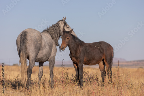 Wild Horse Mare and Her Foal