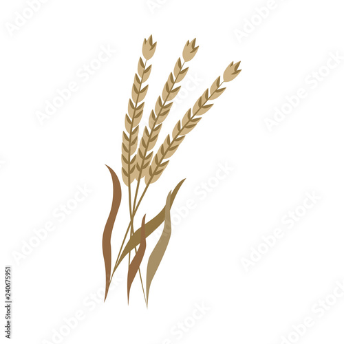 Ripe dry ears of spelt on stem in flat style - vector illustration of brown whole cereal spike of dinkel wheat isolated on white background. Bunch og grain branches for organic farm eating concept.