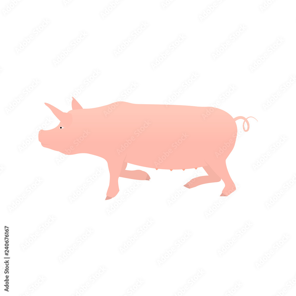Pig flat isolated on white background Pig flat isolated on white background