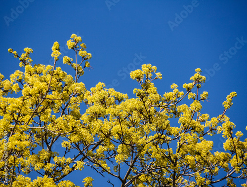 Spring Flowers and Tree Buds