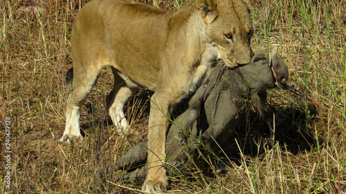 Lion carrying a newly killed baby warthog photo