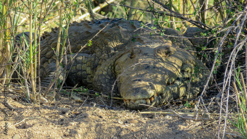 Large Nile Crocodile hiding in grass photo