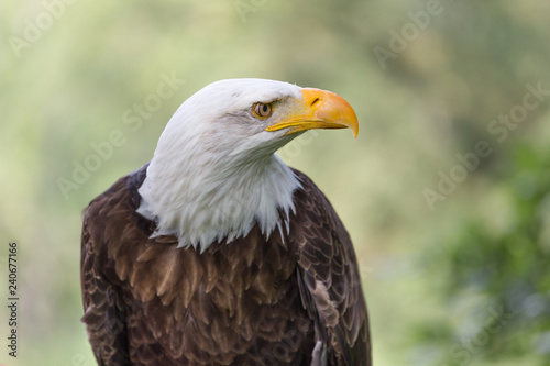 sea eagle