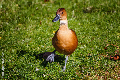 Fulvous Whistling Duck photo