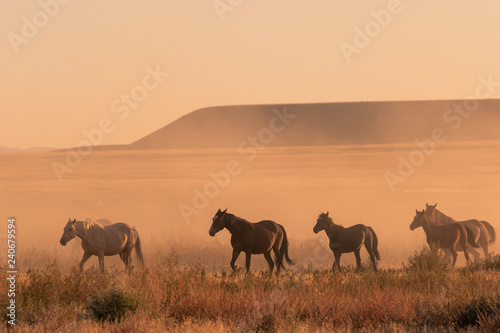 Wild horses at Sunset in the Desert