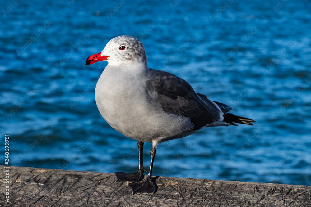 Seagull