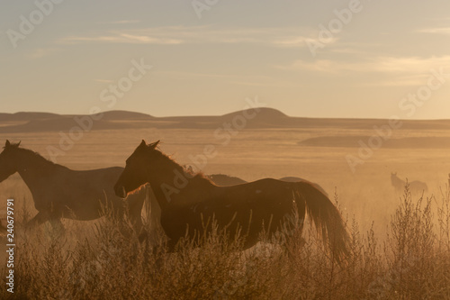 Wild horses at Sunset in the Desert © natureguy