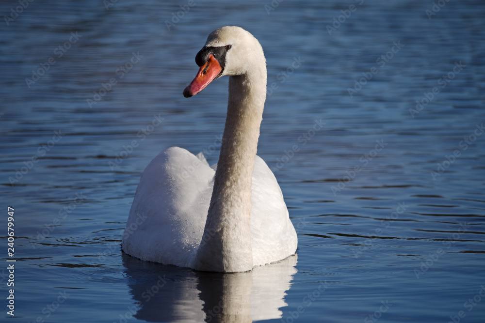 Fototapeta premium Mute Swan Cygnus Olor