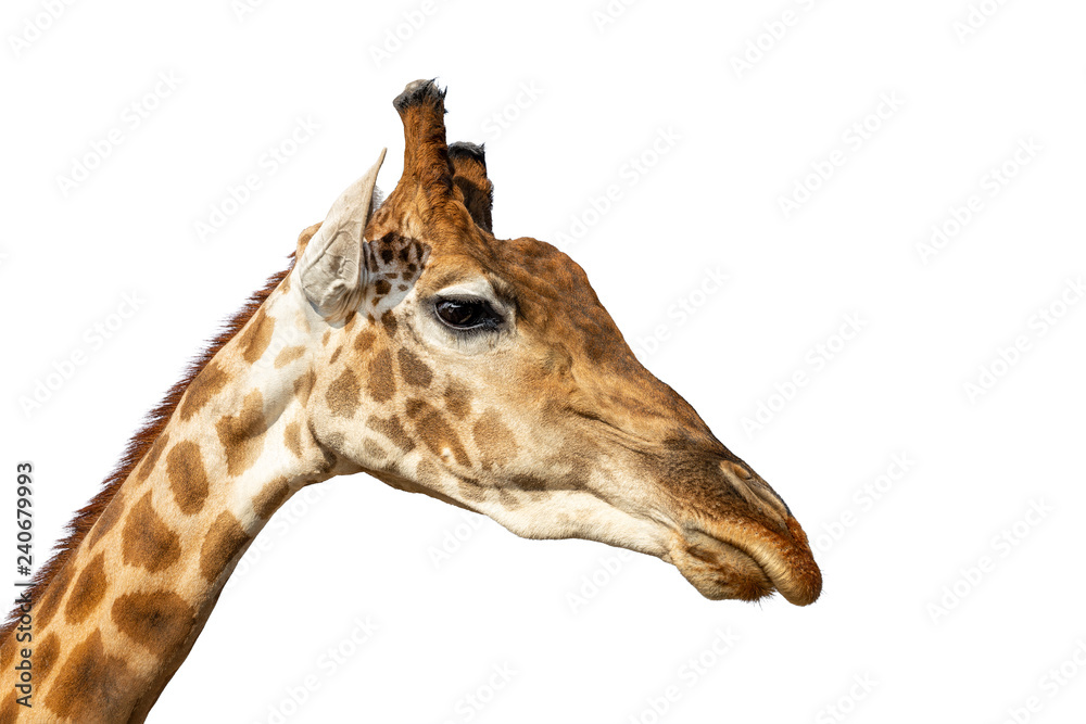 Obraz premium Close-up african wild giraffe head isolated on white