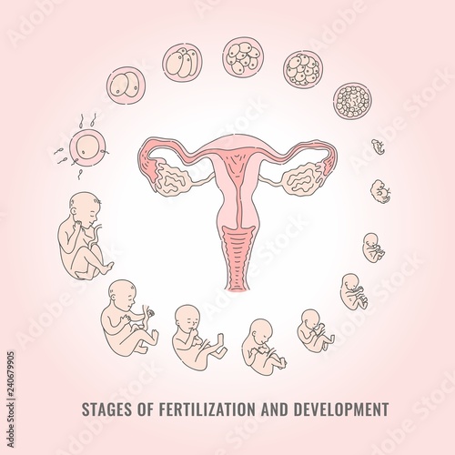 Infographic of pregnancy stages with process of fertilization and development of embryo in line hand drawn style - isolated vector illustration of mitosis and fetal growth cycle.