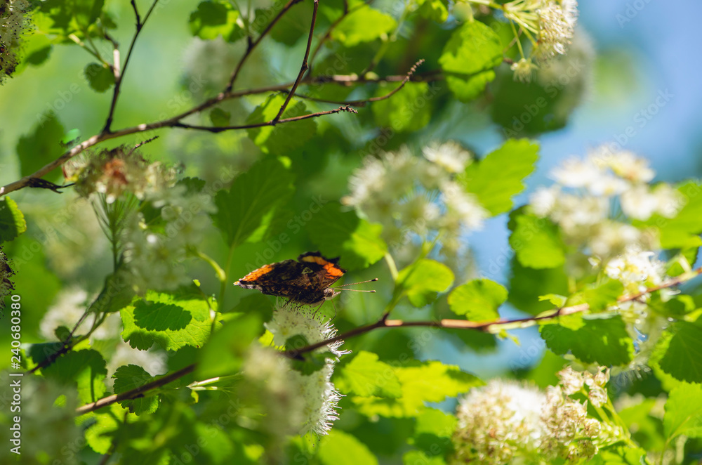 red admiral butterfly on white flowers of a ninebark bush red admiral butterfly on white flowers of a ninebark bush