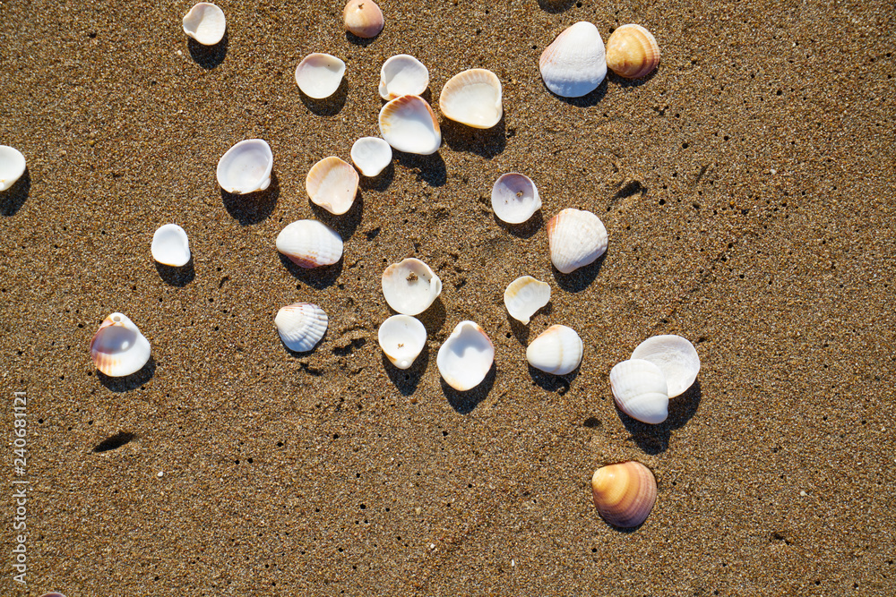 Beach detail background