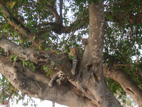 Camouflaged leopard in tree watching you photo