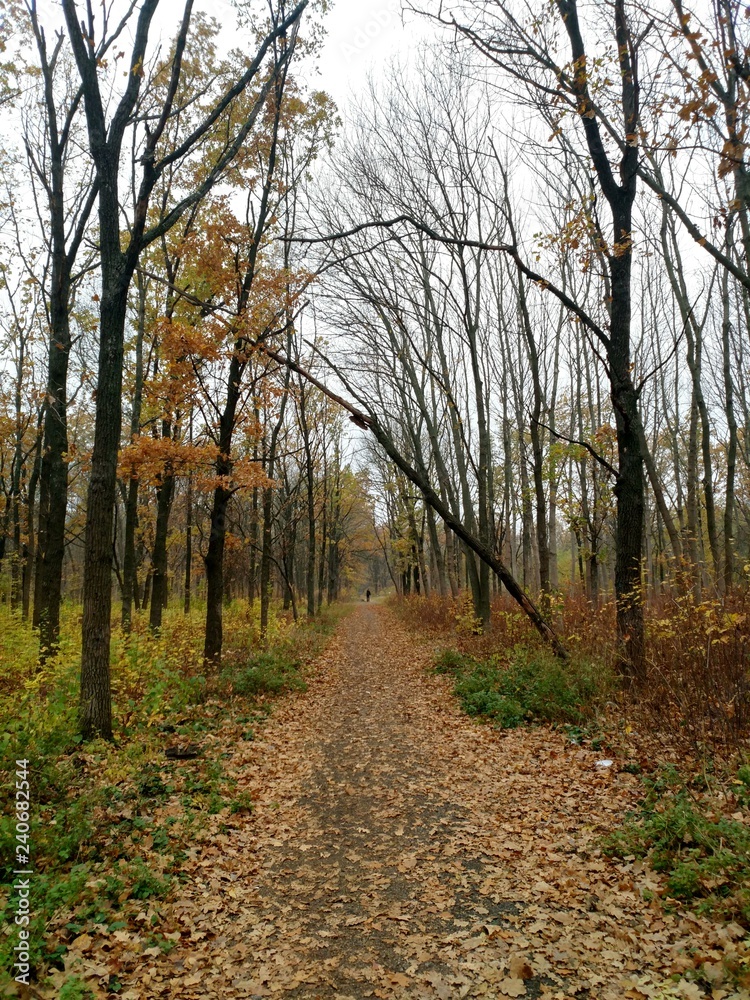 Autumn forest Autumn forest