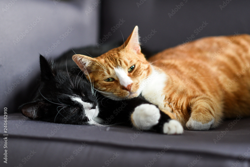 Naklejka premium Dwa koty przytulanie razem na krześle w domu.