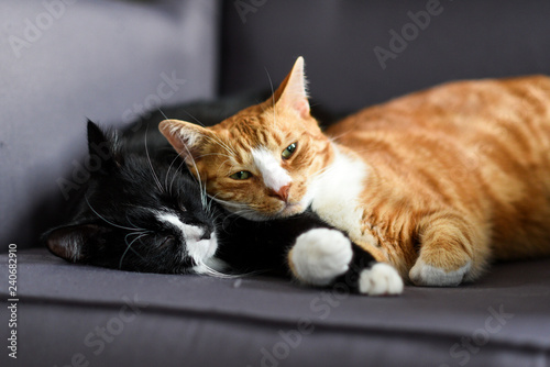 Photo Two cats cuddling together on a chair at home.