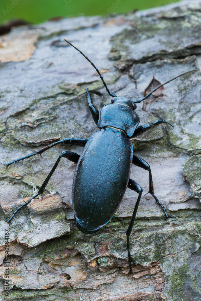 custom made wallpaper toronto digitalviolet ground beetle- Carabus violaceus