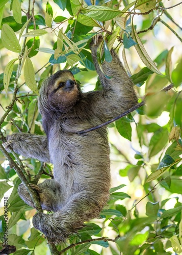 Brown-Throated Sloth (Bradypus variegatus) © fluffandshutter