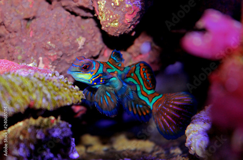 Mandarin fish  (Synchiropus splendidus)  © Kolevski.V