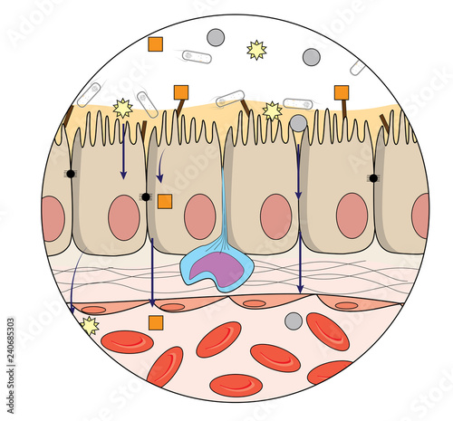 Photos Human gut anatomy showing organization at cellular and molecular level mechanism