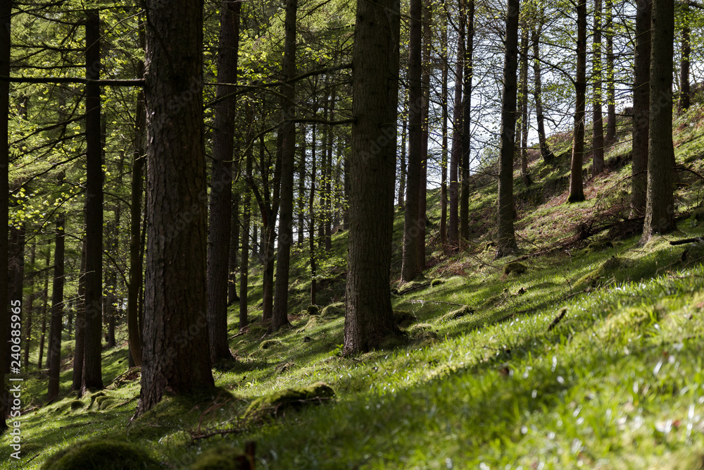 Fototapeta premium Tall Tree Trunks On A Forest Walk