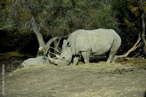 Rhinocéros : mère et bébé