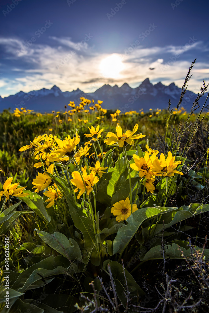 Yellow Flowers in the Tetons