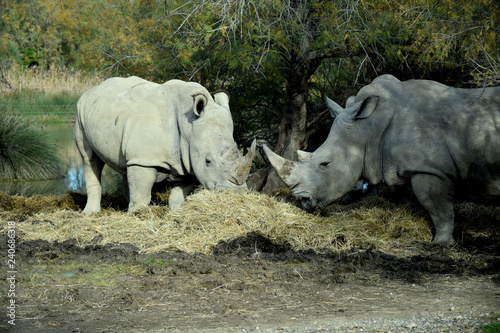 Rhinocéros mangeant du fourrage