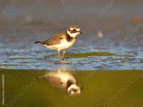 The little ringed plover (Charadrius dubius) , juvenile bird, reflection in water