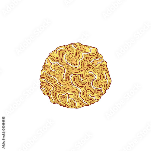 Vector tropical yellow soft coral icon. Aquatic reef underwater sponge plant . Hand drawn ocean and sea flora and fauna. Isolated illustration