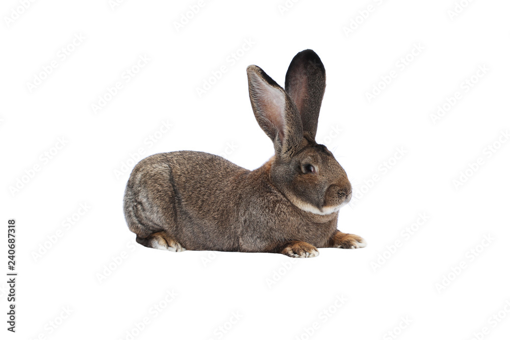 Fototapeta premium Purebred rabbit Belgian Giant on white background
