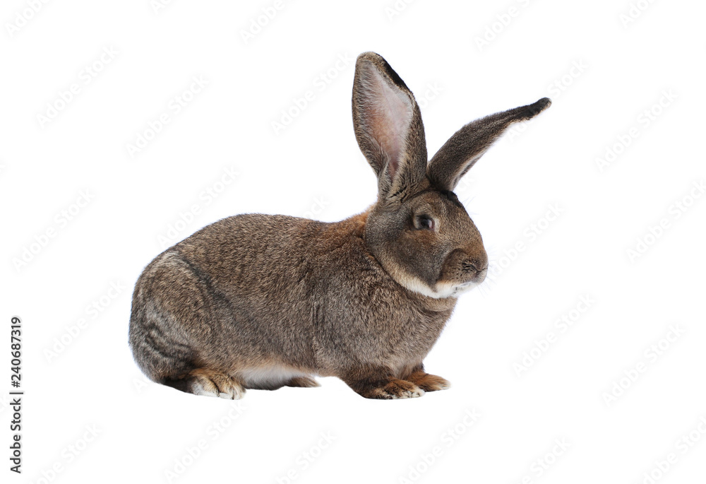 Purebred rabbit Belgian Giant on white background Purebred rabbit Belgian Giant on white background