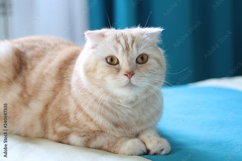 Cream Tabby Scottish Fold cat against window with white and cyan curtains