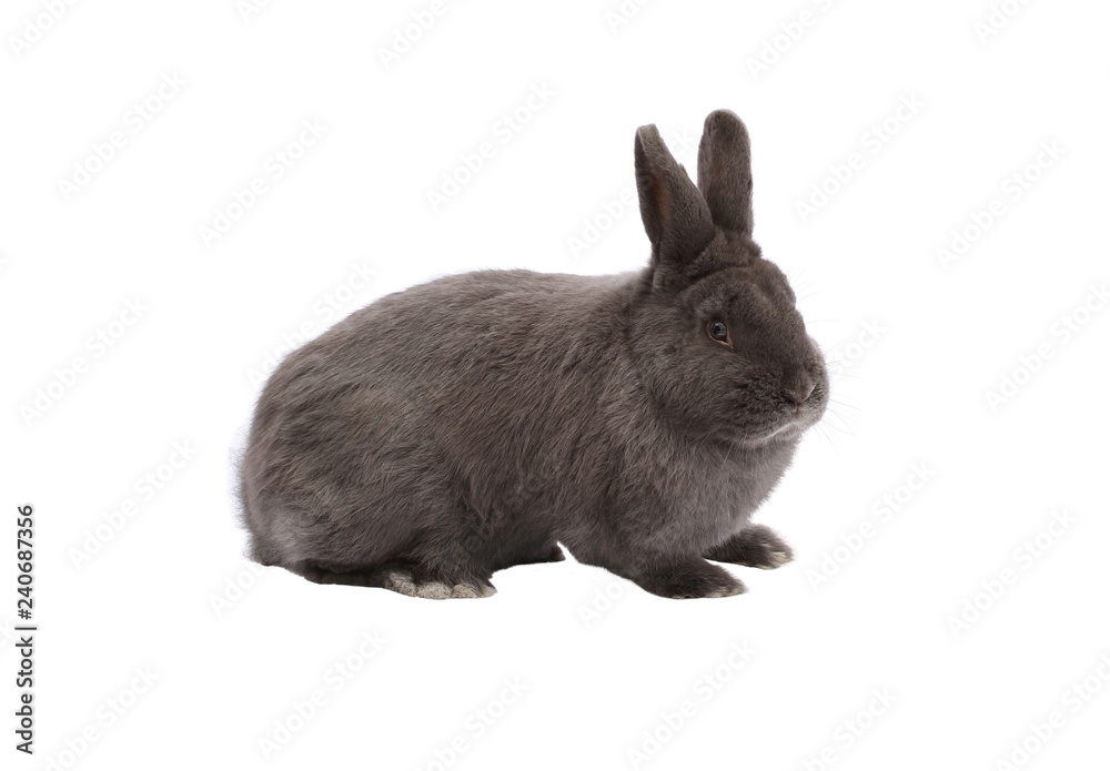Purebred Vienna glaucous-blue rabbit on white background Purebred Vienna glaucous-blue rabbit on white background