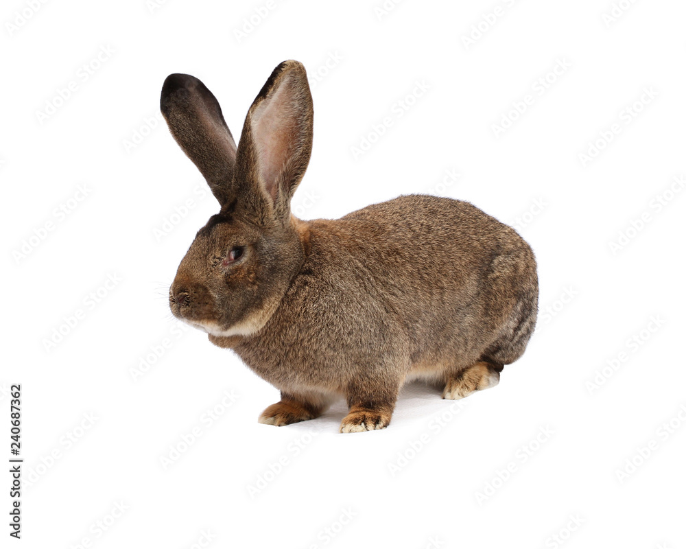 Purebred rabbit Belgian Giant on white cloth Purebred rabbit Belgian Giant on white cloth
