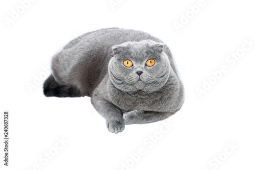 Gray-blue Scottish Fold cat on white background