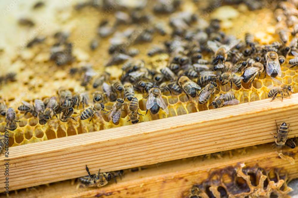 frame set up by bees, with lack of space for honey. Self