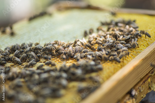 Honeycomb frame set up by bees, with lack of space for honey. Self-built insect waxed. family in the beehive. Bees in a hive on built-in wax. Honey frame.