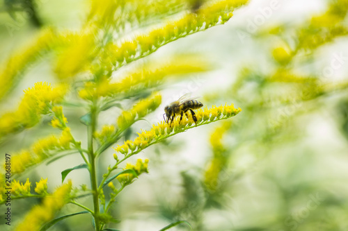 Solidago, goldenrod yellow flowers in summer. Lonely bee sits on a yellow flowering goldenrod and collects nectar