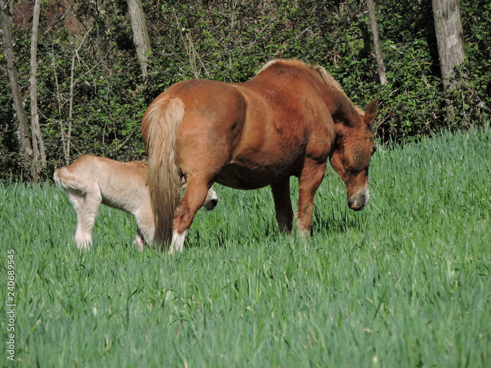 Fototapeta premium sur de Chile 