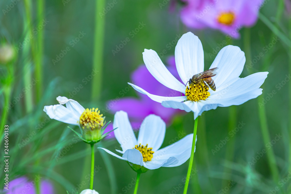 Obraz premium Cosmos flowers on the green summer garden