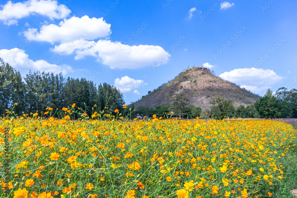 Beautiful cosmos flower field in the garden with blue sky and clouds background. Beautiful cosmos flower field in the garden with blue sky and clouds background.