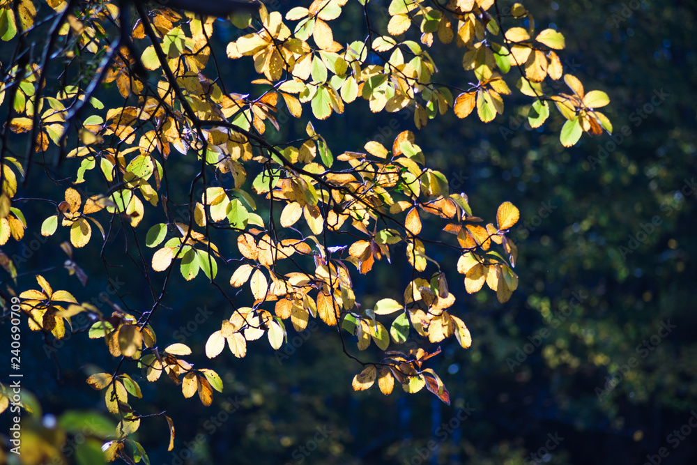 autumn leaves autumn leaves