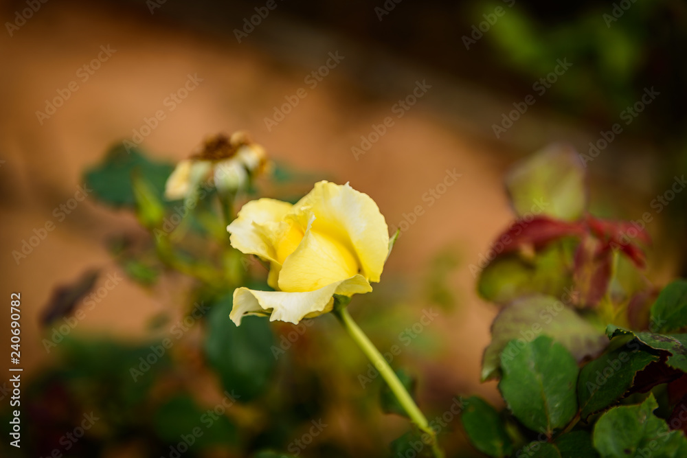 Yellow Rose flower Yellow Rose flower