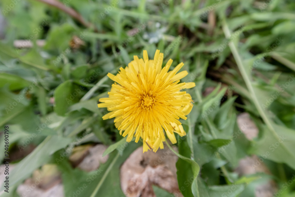 yellow dandelion in the grass yellow dandelion in the grass