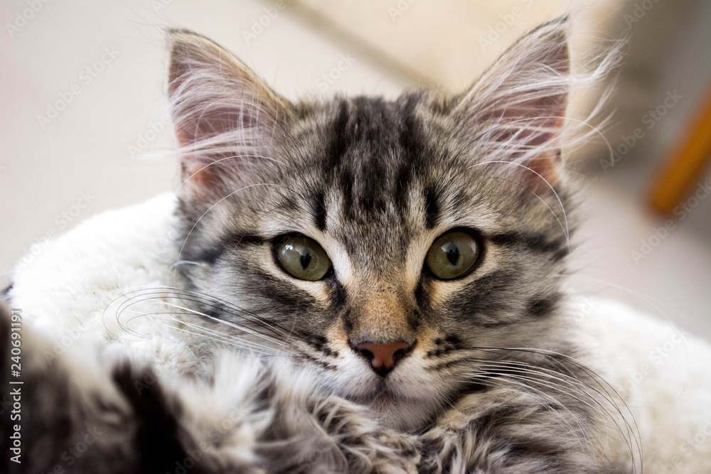 Cute tabby coloured kitten looking at camera