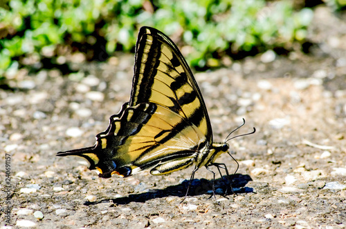 Western Tiger Swallowtail photo